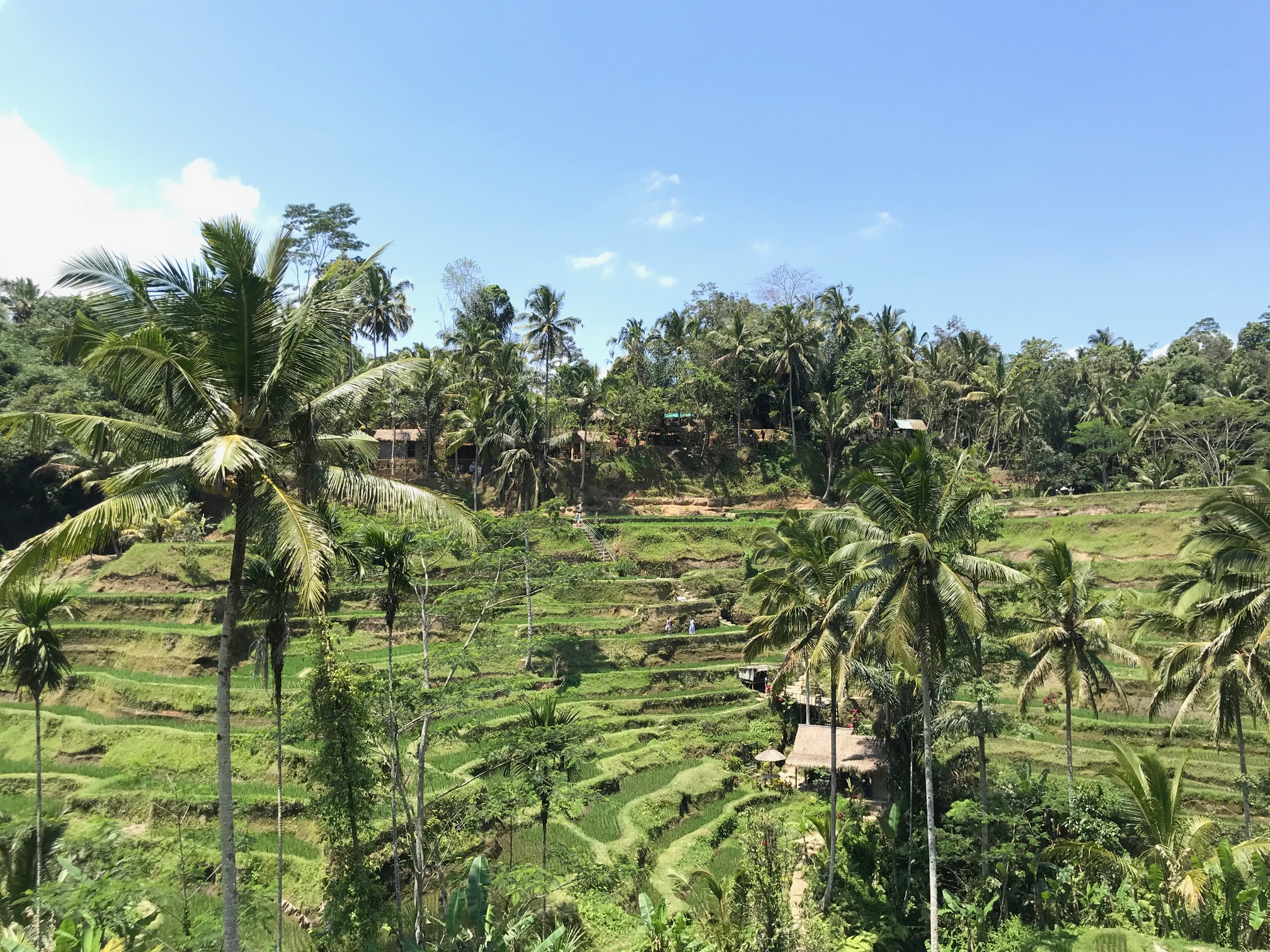 rijstvelden Indonesië